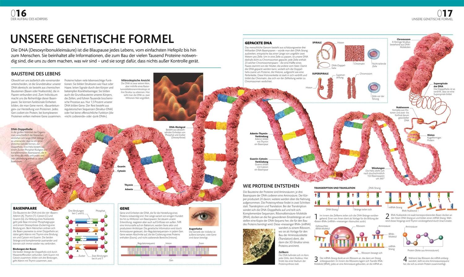 Bild: 9783831047772 | Anatomie und Physiologie | Alice Roberts | Buch | 536 S. | Deutsch