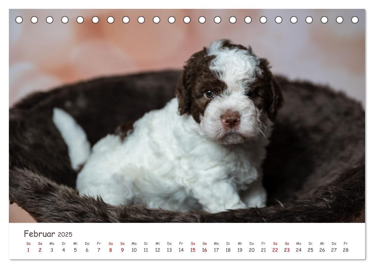 Bild: 9783383999031 | Lagotto Romagnolo - Spiel und Spaß in der Welpenzeit (Tischkalender...