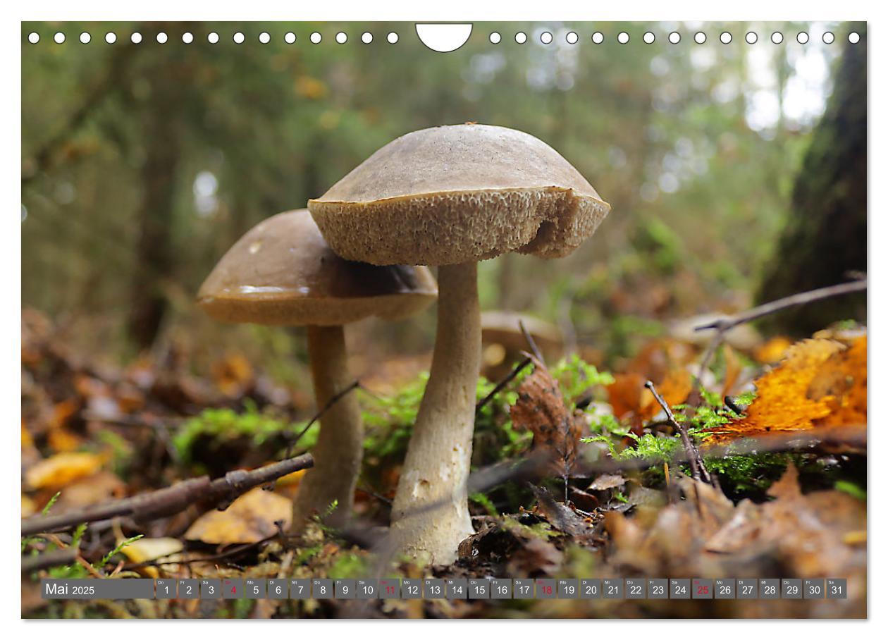 Bild: 9783435078844 | PILZE IM WALD (Wandkalender 2025 DIN A4 quer), CALVENDO Monatskalender