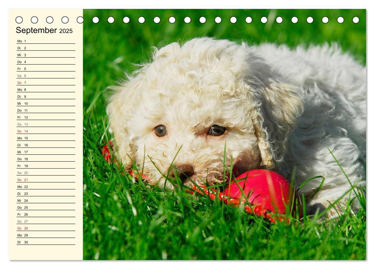 Bild: 9783435543854 | Lagotto Romagnolo - Italienischer Trüffelhund (Tischkalender 2025...