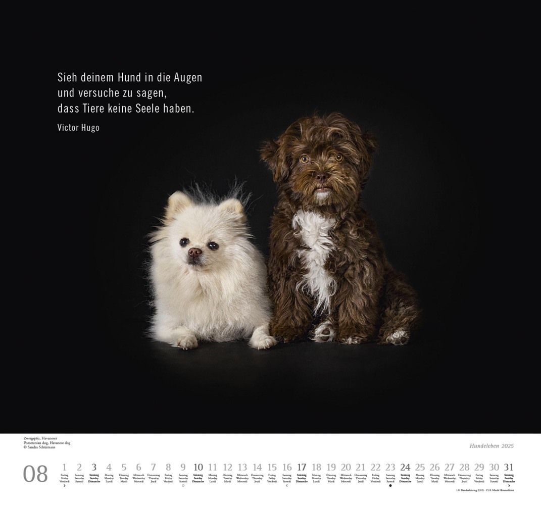 Bild: 4250809653365 | DUMONT - Hundeleben 2025 Wandkalender, 38x35,5cm,...