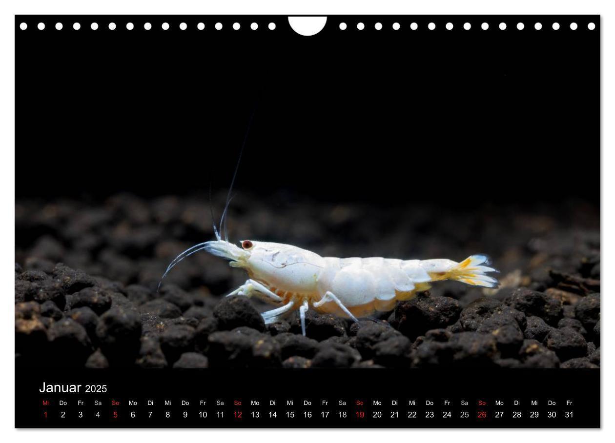 Bild: 9783435562060 | Zwerggarnelen - gepanzerte Juwelen im Aquarium (Wandkalender 2025...