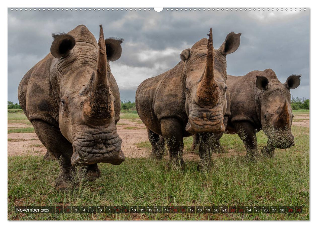 Bild: 9783435118694 | Afrikas Tierwelt, Safari im südlichen Afrika (Wandkalender 2025 DIN...