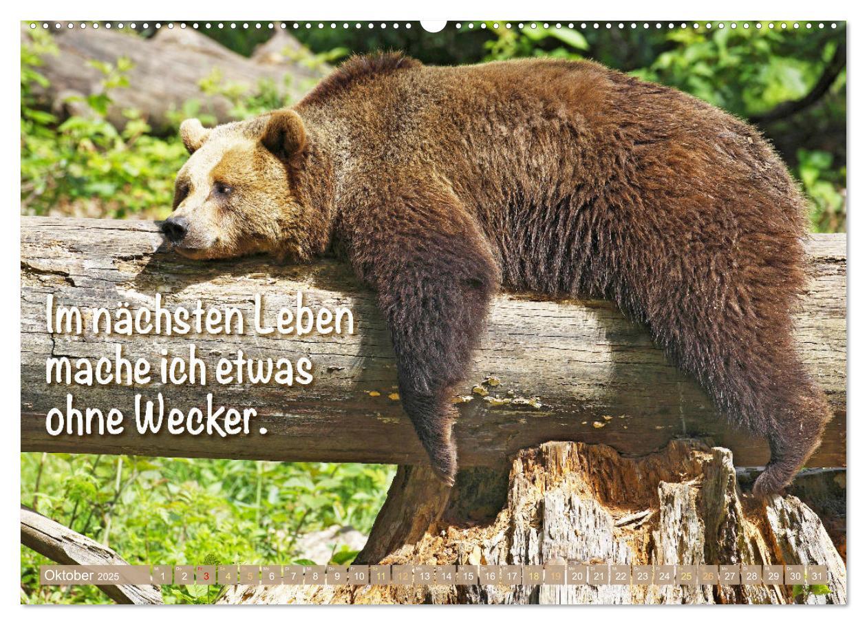 Bild: 9783383881398 | Spaß mit Bären: Edition lustige Tiere (Wandkalender 2025 DIN A2...