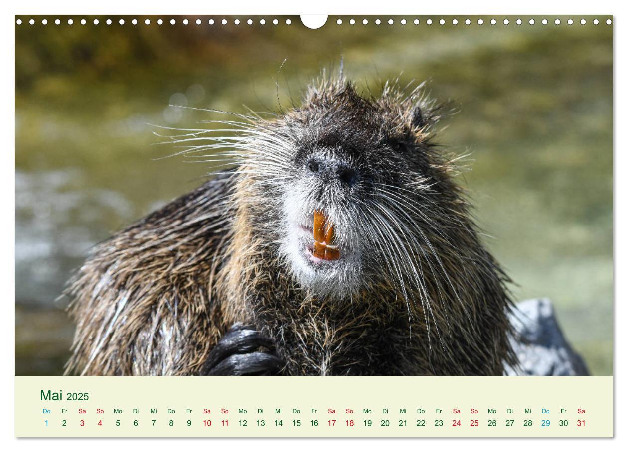 Bild: 9783435117727 | NUTRIAS - Pelzige Gesellen (Wandkalender 2025 DIN A3 quer),...