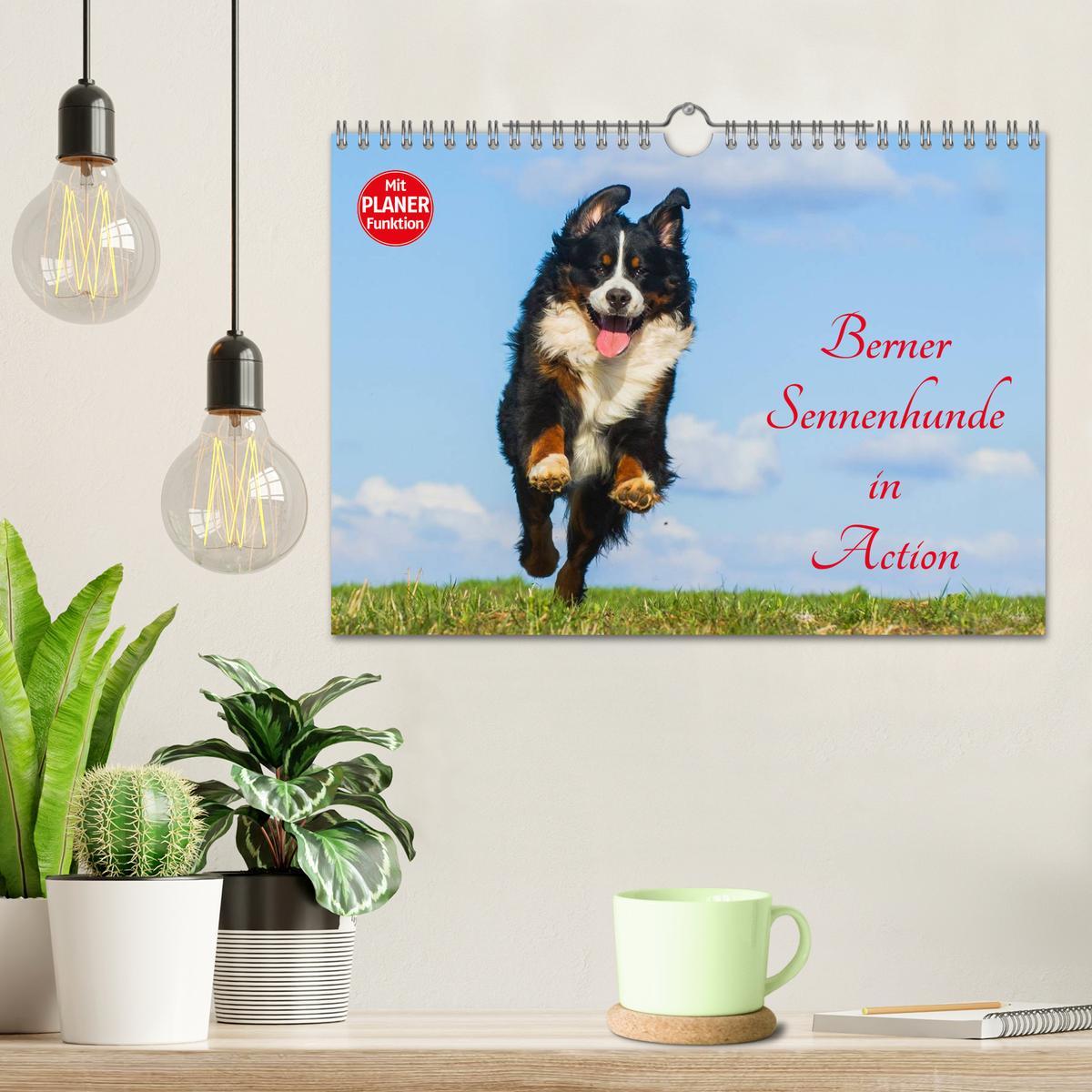 Bild: 9783435545797 | Berner Sennenhunde in Action (Wandkalender 2025 DIN A4 quer),...