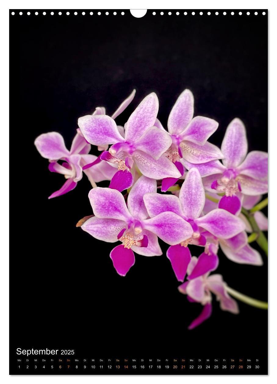 Bild: 9783435881321 | Orchideen - Exoten im Wohnzimmer (Wandkalender 2025 DIN A3 hoch),...