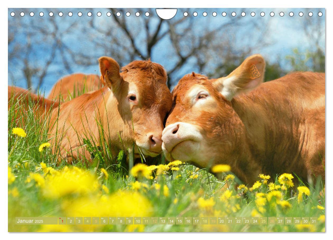 Bild: 9783457197813 | Kuh-Idylle: Suchen Sie die Ruhe in der Natur? (Wandkalender 2025...