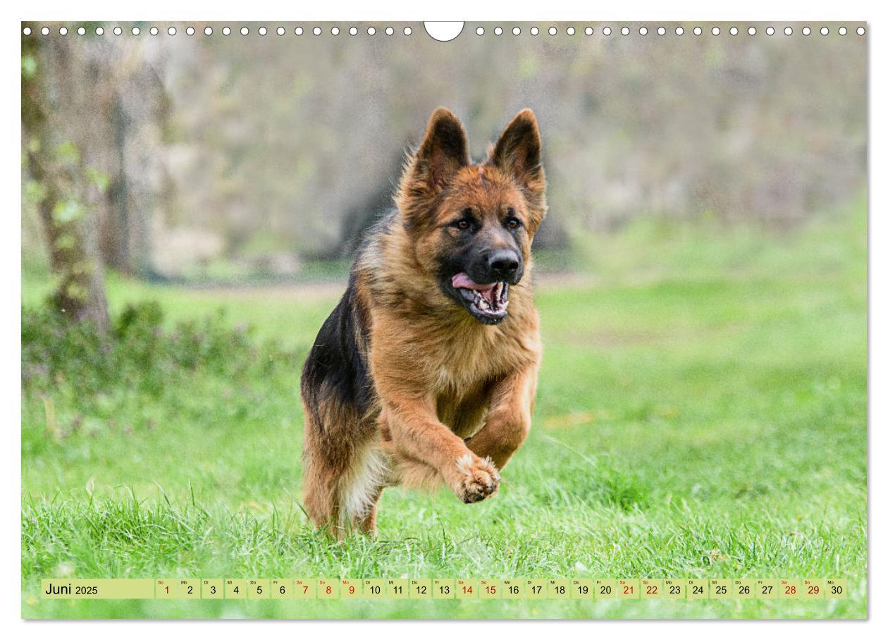 Bild: 9783383895890 | Altdeutsche Schäferhunde - Traumhafte Schäferhunde Langstockhaar...