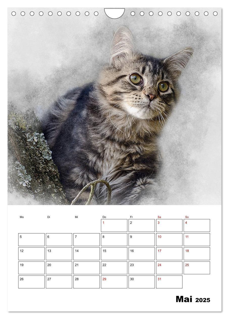 Bild: 9783435975365 | Maine Coon Katzen (Wandkalender 2025 DIN A4 hoch), CALVENDO...