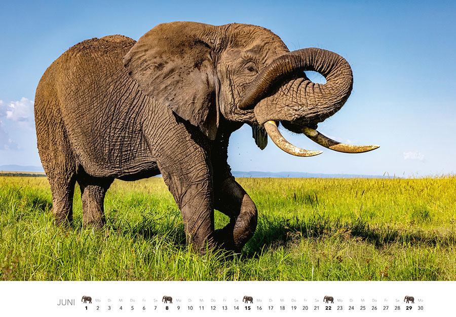 Bild: 9783966648127 | Elefanten Kalender 2025 | J. -L. Klein (u. a.) | Kalender | 14 S.