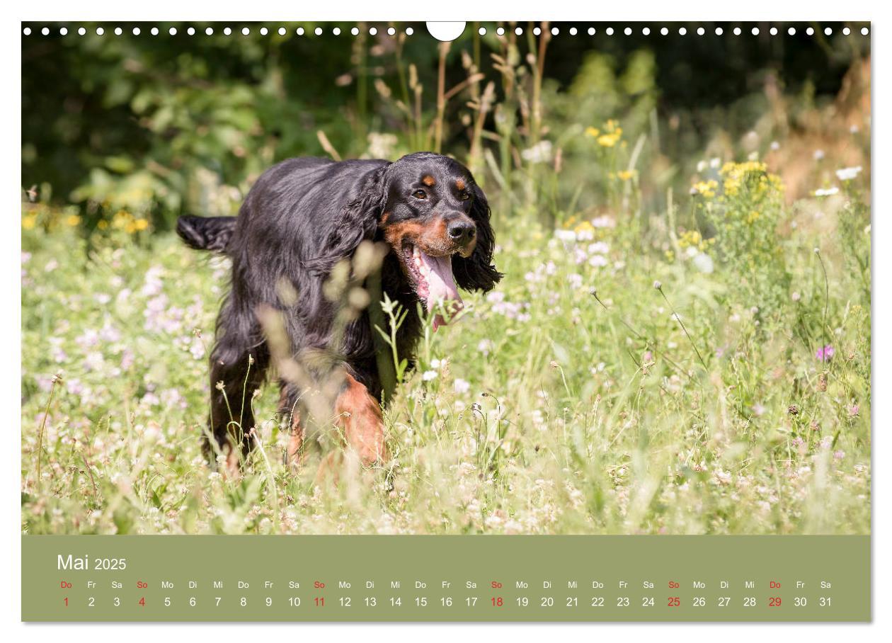 Bild: 9783435191727 | Setter - Geliebter Freund und Jagdkamerad (Wandkalender 2025 DIN A3...