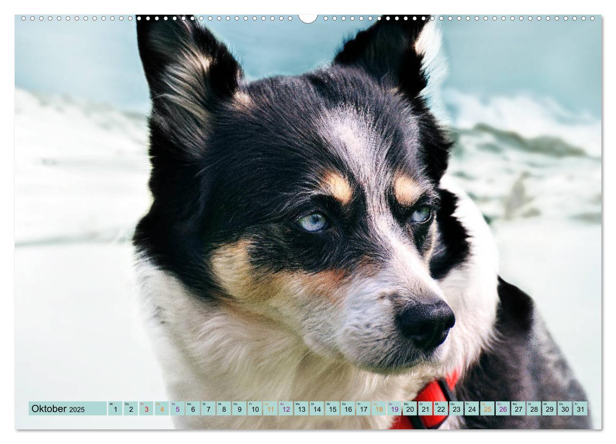 Bild: 9783435143856 | Huskies - Tolle Gefährten (Wandkalender 2025 DIN A2 quer), CALVENDO...