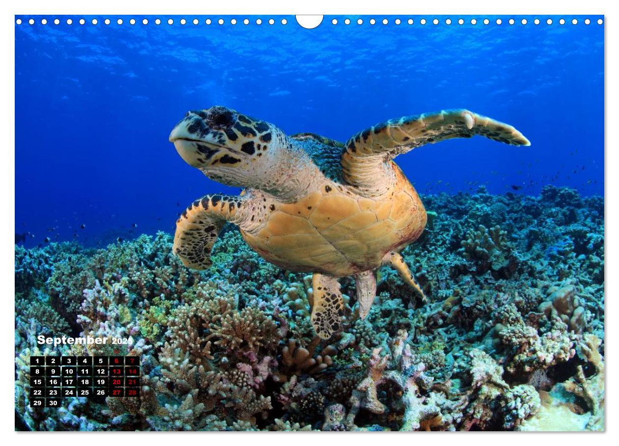 Bild: 9781325939084 | Magical Underwater World (Wall Calendar 2025 DIN A3 landscape),...