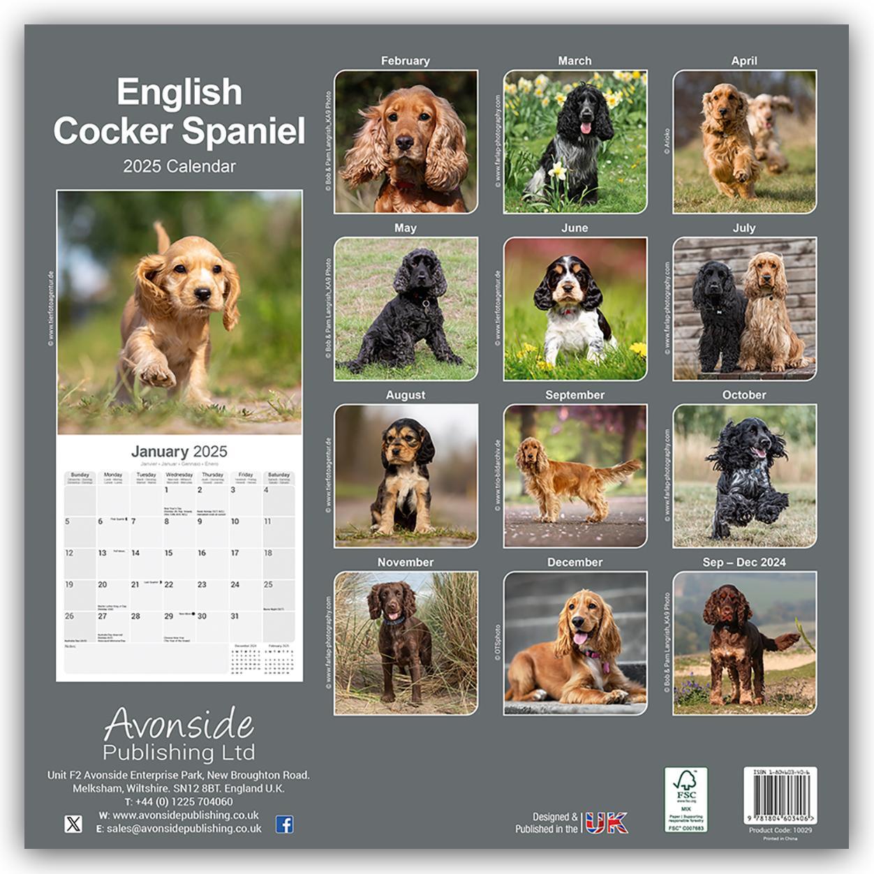 Rückseite: 9781804603406 | English Cocker Spaniel - Englische Cockerspaniels 2025 -...