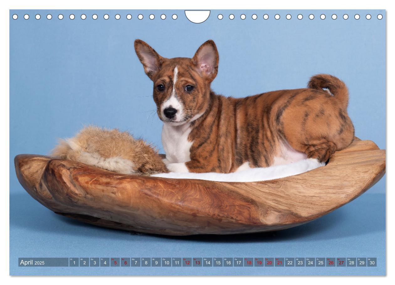 Bild: 9783383845758 | Basenji-Schönheiten (Wandkalender 2025 DIN A4 quer), CALVENDO...