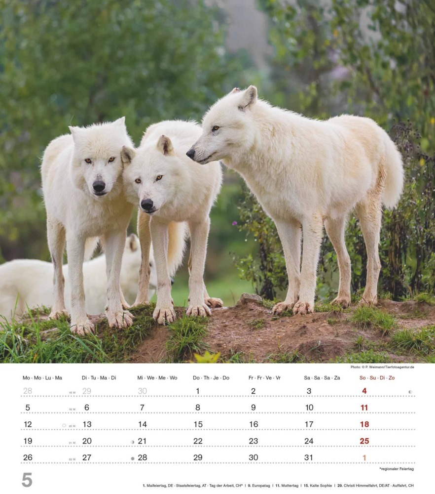 Bild: 4251732342166 | Alpha Edition - Mythos Wolf 2025 Bildkalender, 30,x34cm, Kalender...