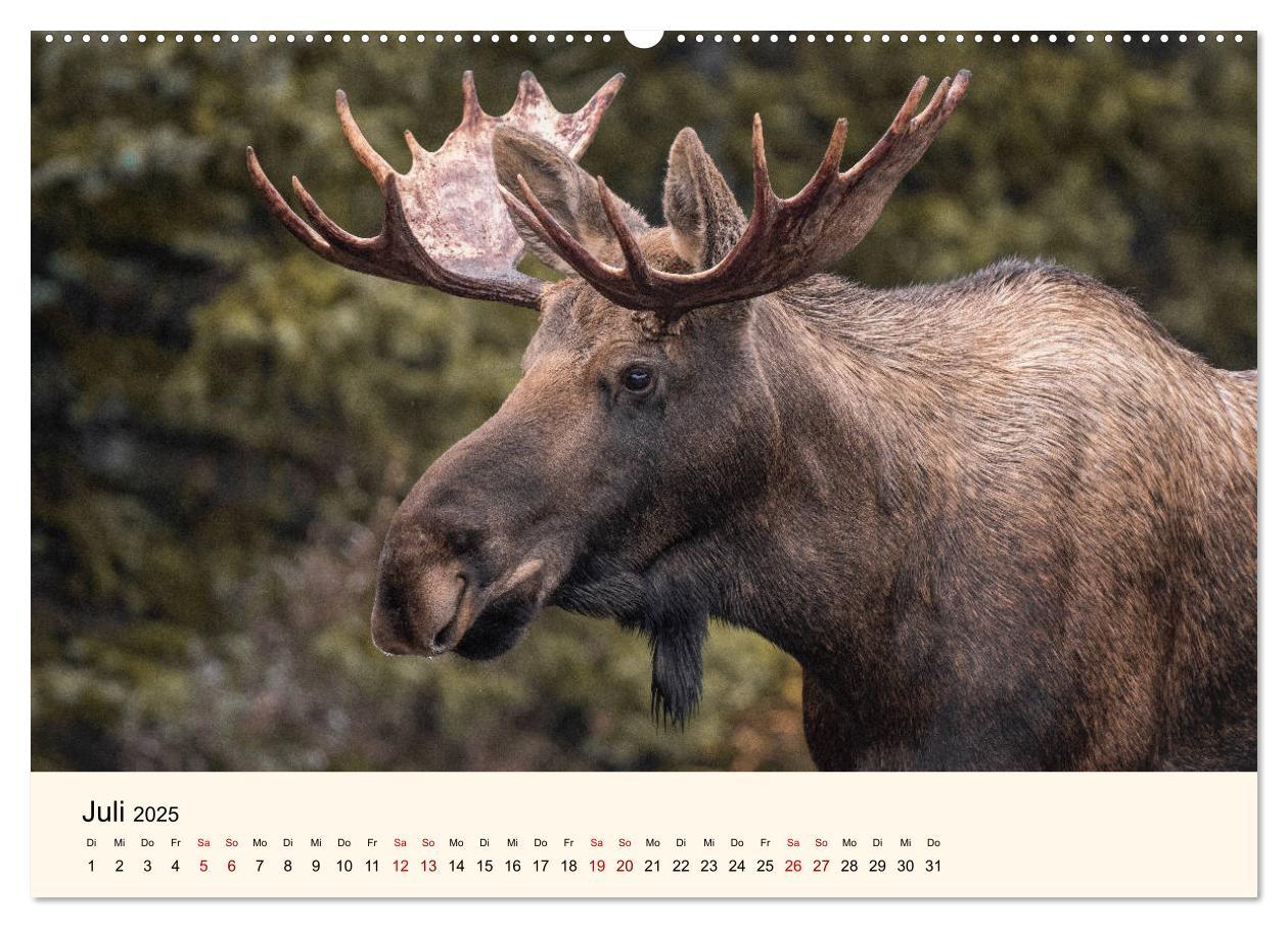 Bild: 9783435128129 | Der Elch - König des Nordens (hochwertiger Premium Wandkalender...