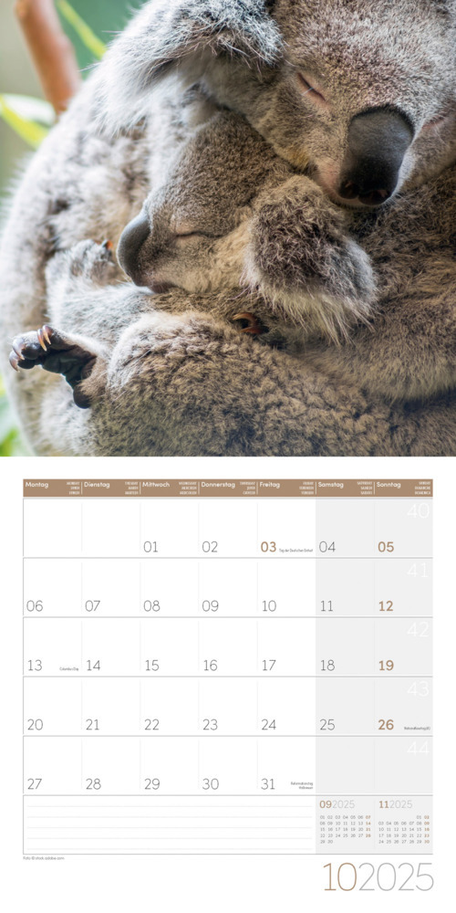 Bild: 9783838445229 | Koalas Kalender 2025 - 30x30 | Ackermann Kunstverlag | Kalender | 2025