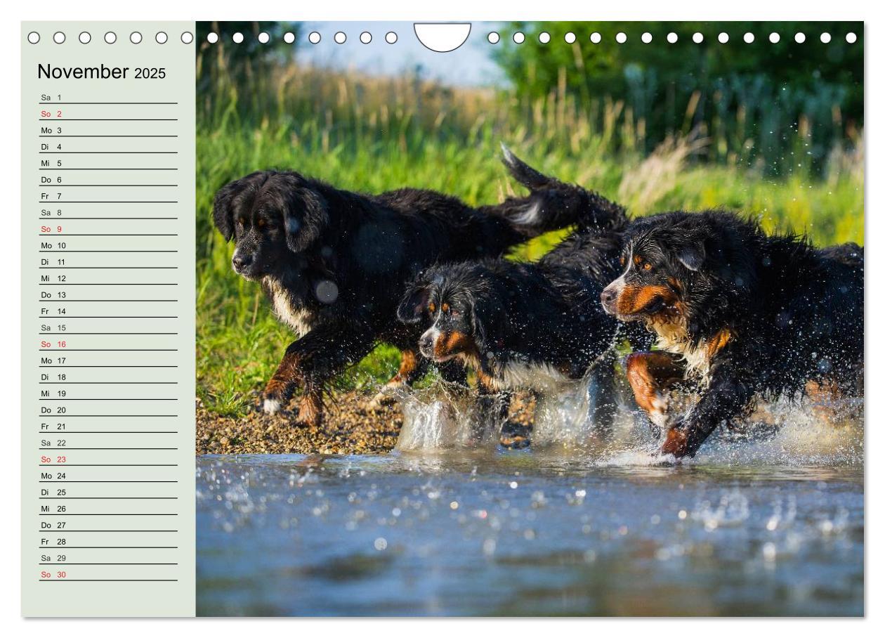 Bild: 9783435545797 | Berner Sennenhunde in Action (Wandkalender 2025 DIN A4 quer),...