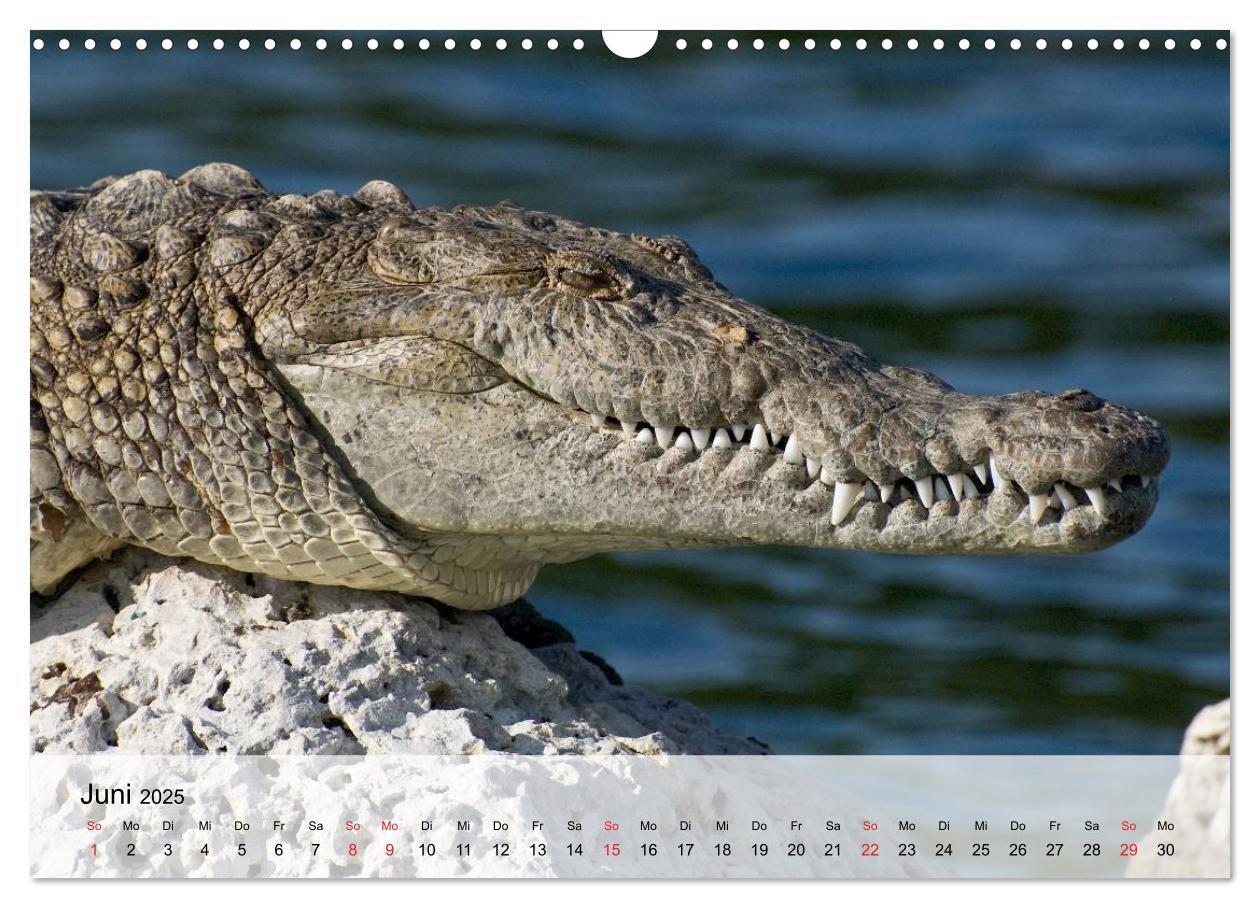 Bild: 9783435600878 | Große Echsen. Krokodile und Alligatoren (Wandkalender 2025 DIN A3...