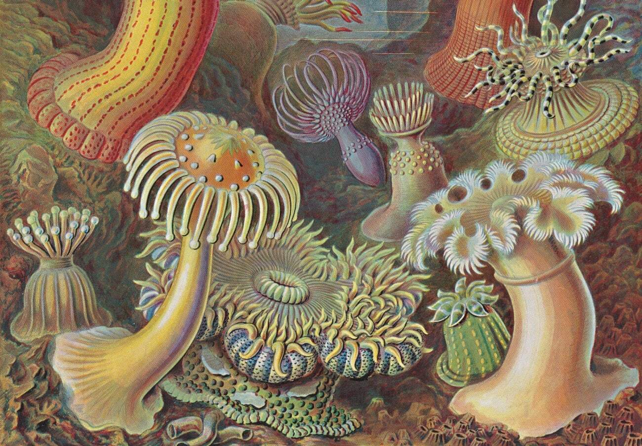 Bild: 9783836584289 | The Art and Science of Ernst Haeckel. 40th Ed. | Julia Voss (u. a.)