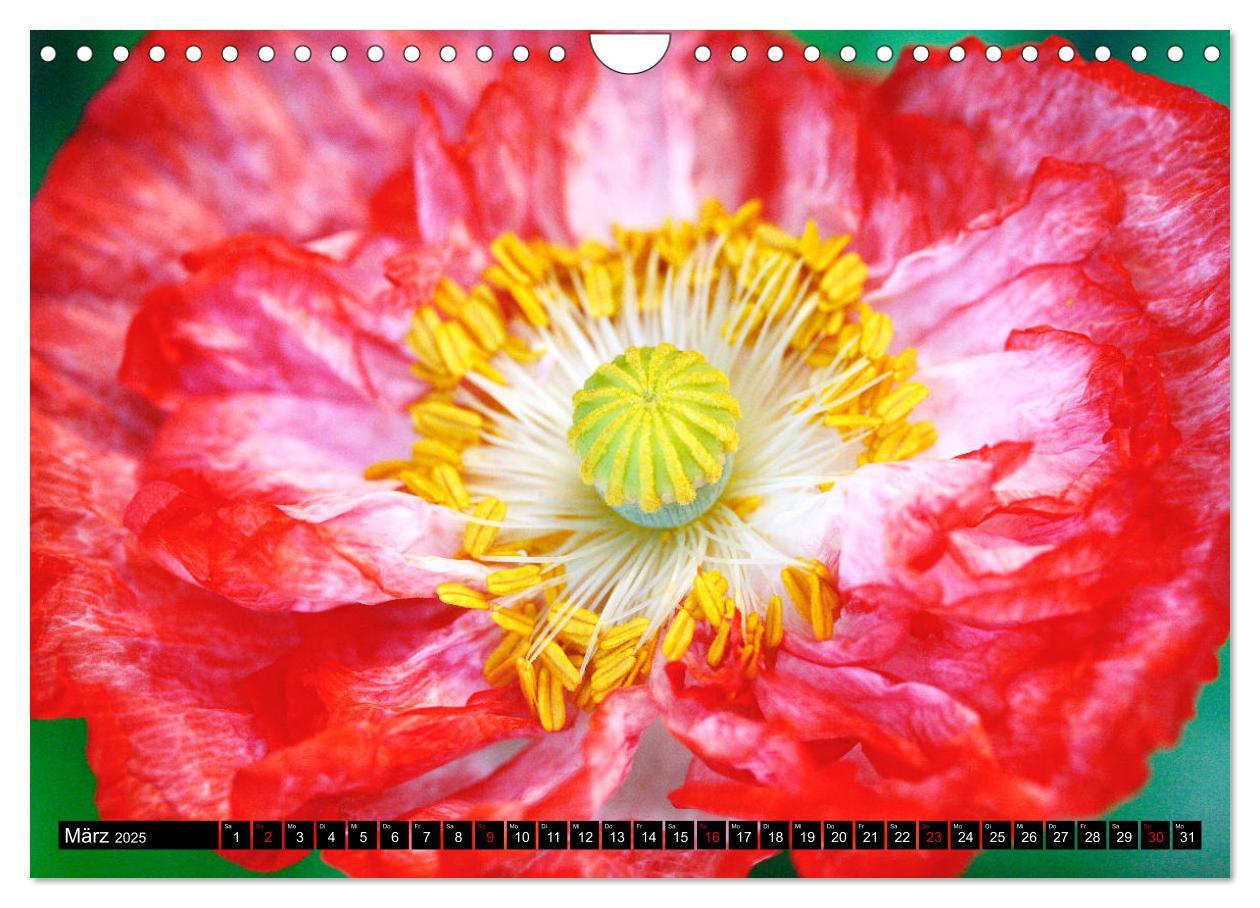 Bild: 9783435209644 | Mohnblüten-Porträts (Wandkalender 2025 DIN A4 quer), CALVENDO...