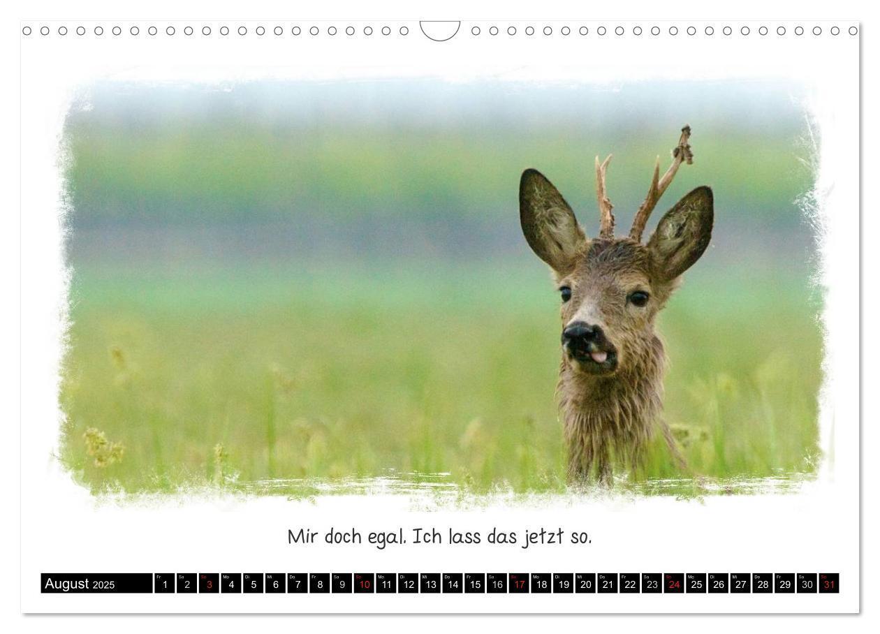 Bild: 9783435606658 | Tierisch witzig (Wandkalender 2025 DIN A3 quer), CALVENDO...