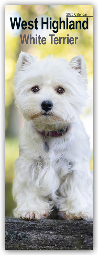 Cover: 9781804605196 | West Highland White Terrier - Westies 2025 | Avonside Publishing Ltd