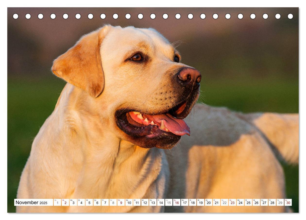 Bild: 9783435311774 | Freund auf 4 Pfoten - Labrador Retriever (Tischkalender 2025 DIN A5...