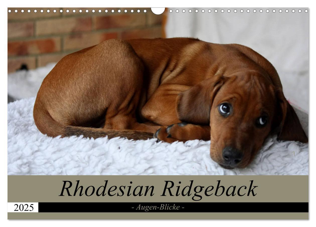 Cover: 9783435264797 | Rhodesian Ridgeback Augen-Blicke (Wandkalender 2025 DIN A3 quer),...