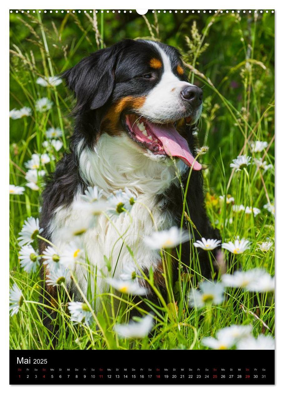 Bild: 9783457068830 | Berner Sennenhund 2025 (Wandkalender 2025 DIN A2 hoch), CALVENDO...