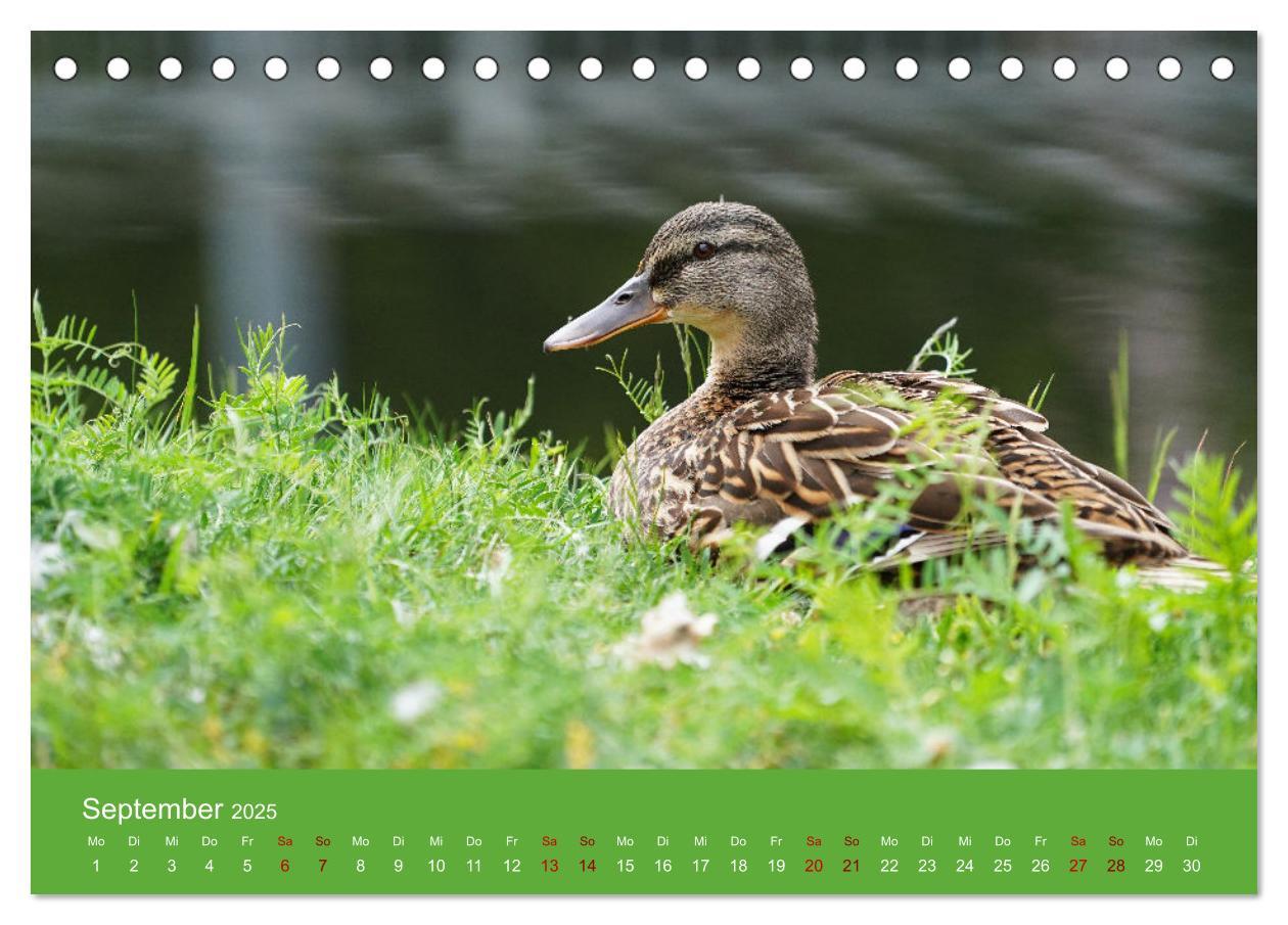 Bild: 9783435019939 | Faszination Enten (Tischkalender 2025 DIN A5 quer), CALVENDO...