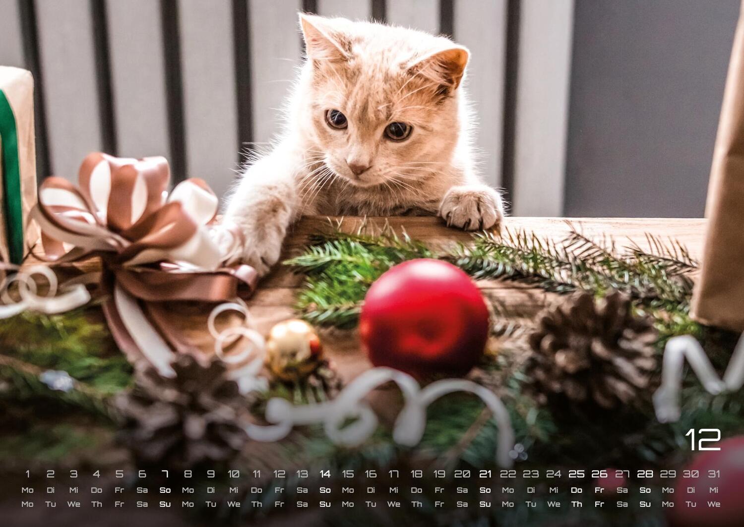 Bild: 9783986733872 | Miau Kids - kleine Tiger ganz groß - Der Katzenkalender - 2025 -...