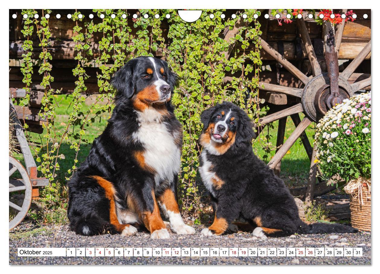 Bild: 9783383925252 | Berner Sennenhund - Eine Liebe für´s Leben (Wandkalender 2025 DIN...