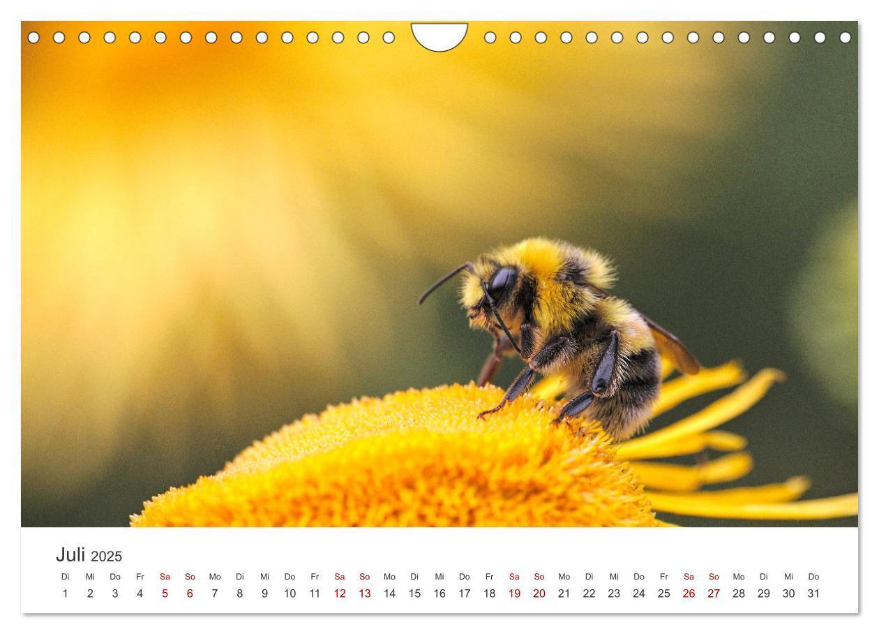 Bild: 9783383927485 | Die Welt der fleißigen Bienen (Wandkalender 2025 DIN A4 quer),...