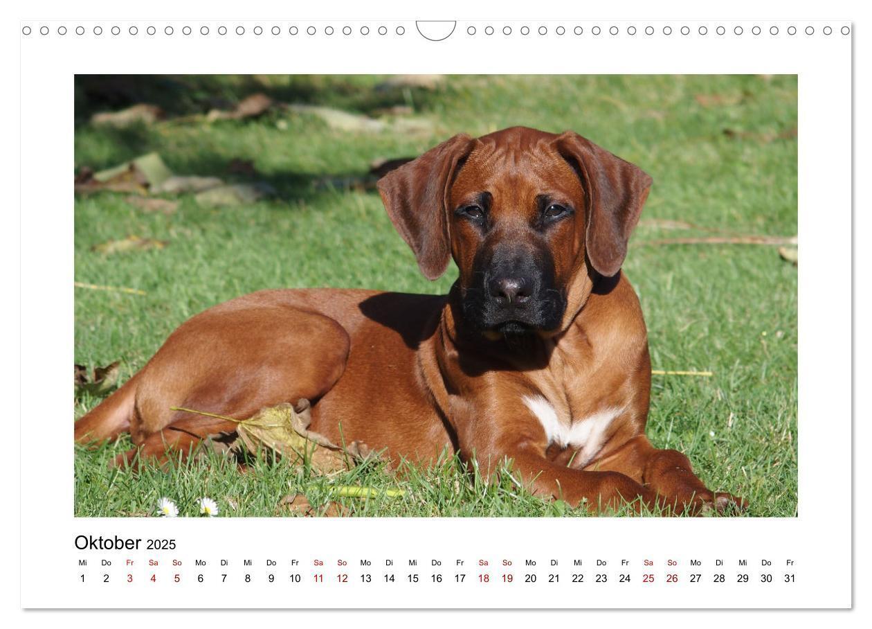 Bild: 9783383987601 | Rhodesian Ridgeback - Charmanter Dickkopf aus Afrika (Wandkalender...