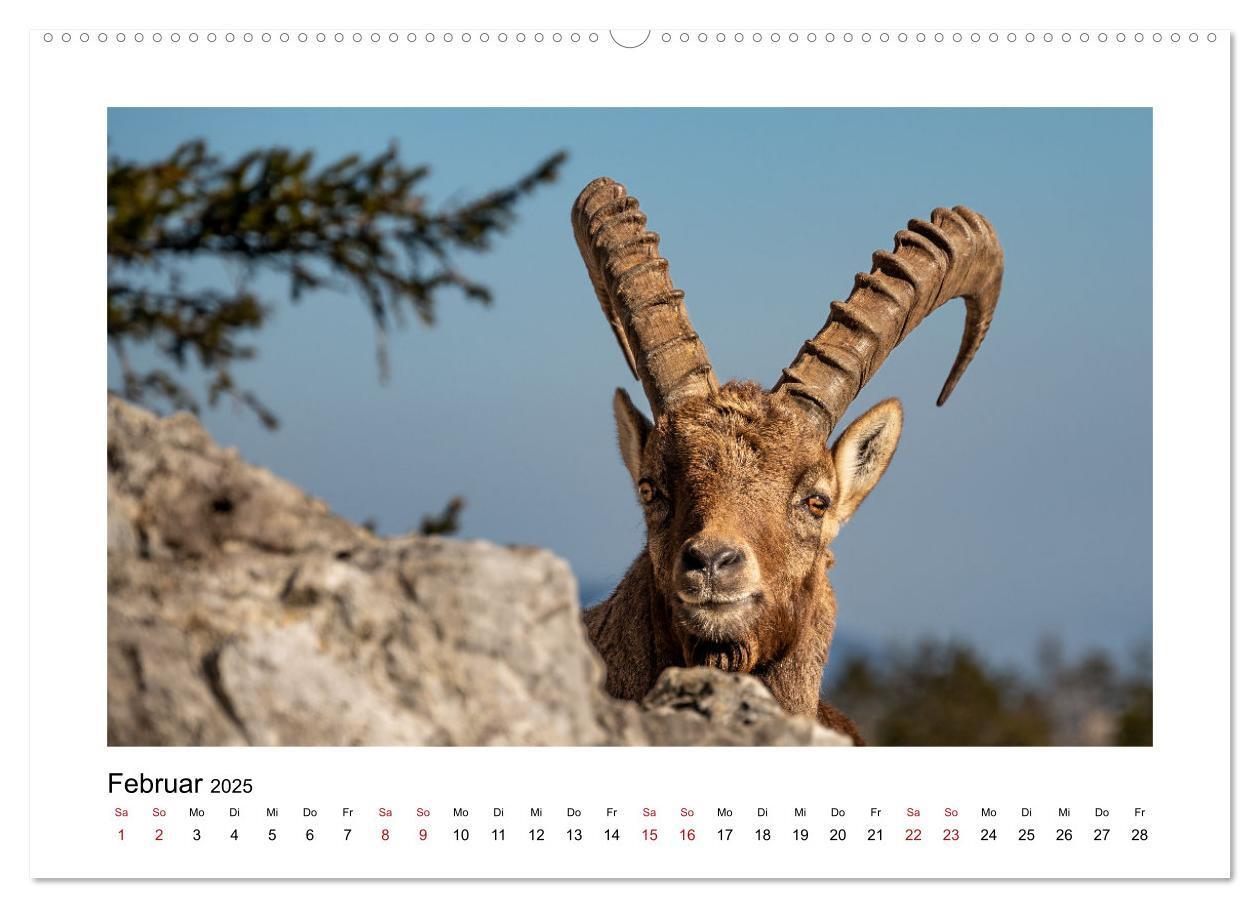 Bild: 9783383907562 | Steinböcke - Die Könige der Alpen (Wandkalender 2025 DIN A2 quer),...