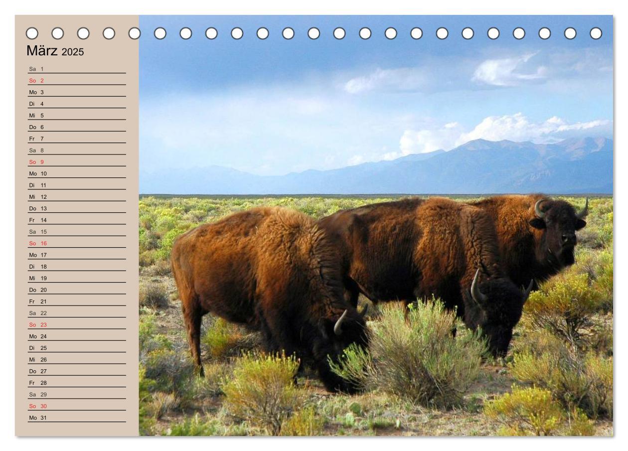 Bild: 9783435548798 | Büffel. Wisent und Bison (Tischkalender 2025 DIN A5 quer), CALVENDO...