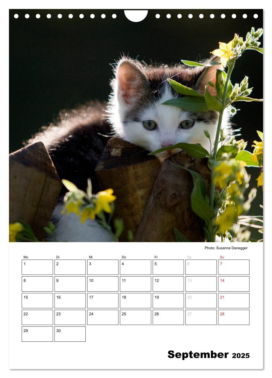 Bild: 9783457086711 | Katzenkinder - Impressionen (Wandkalender 2025 DIN A4 hoch),...