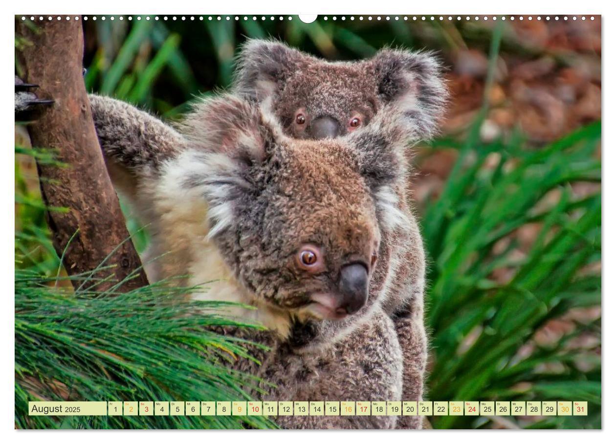 Bild: 9783435587827 | Koala - kleiner Teddy (Wandkalender 2025 DIN A2 quer), CALVENDO...