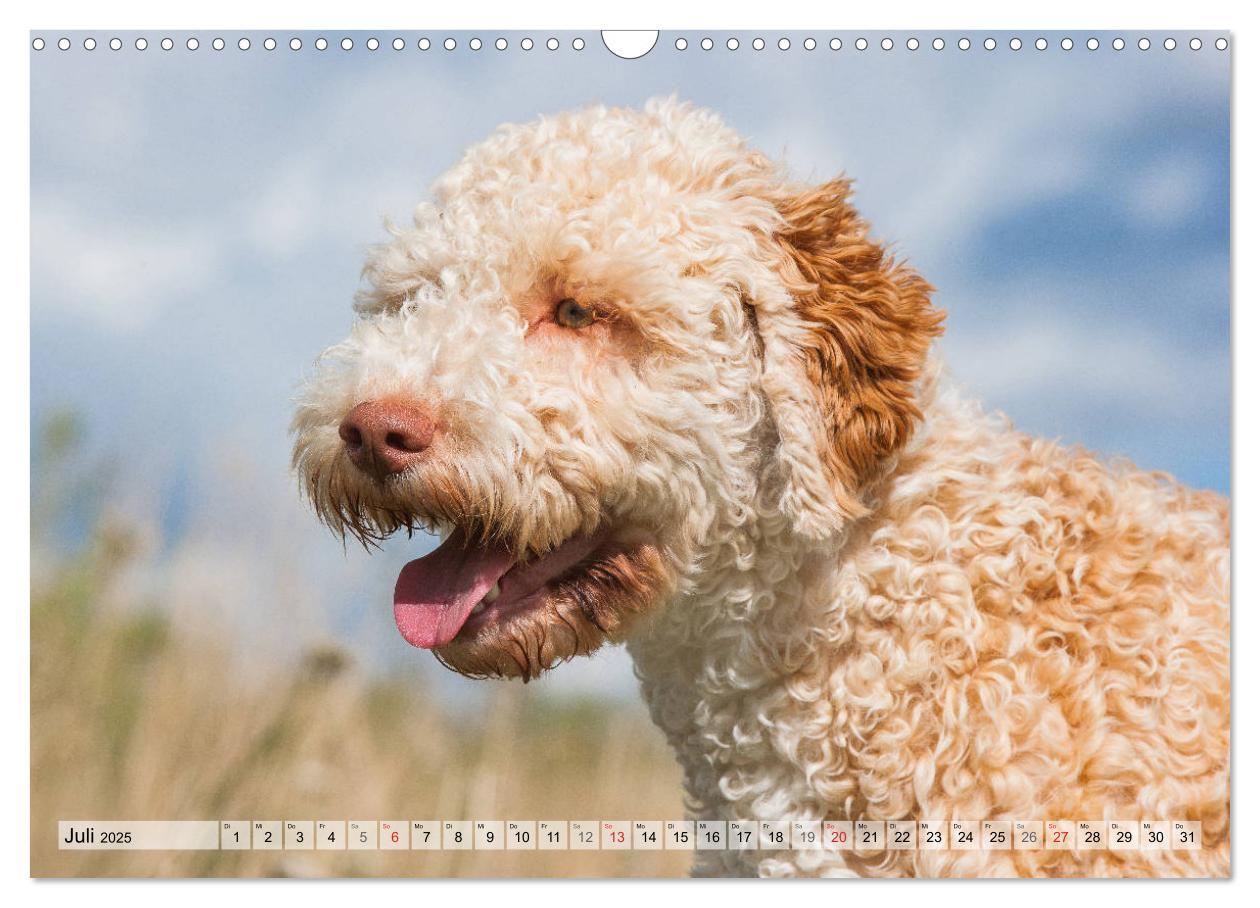 Bild: 9783435312399 | Lagotto Romagnolo - Ein Hund zum Verlieben (Wandkalender 2025 DIN...