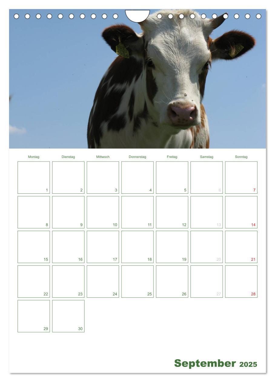 Bild: 9783457056271 | Kuhle Kühe 2025 (Wandkalender 2025 DIN A4 hoch), CALVENDO...