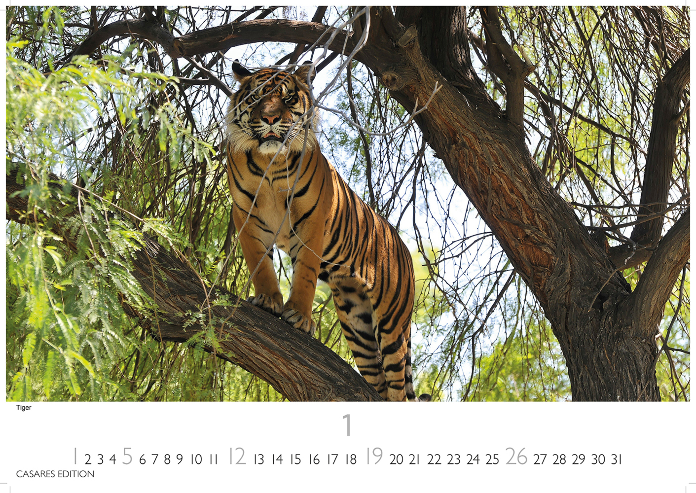 Bild: 9781835241257 | Big Cats 2025 S 24x35cm | Kalender | 14 S. | Deutsch | 2025