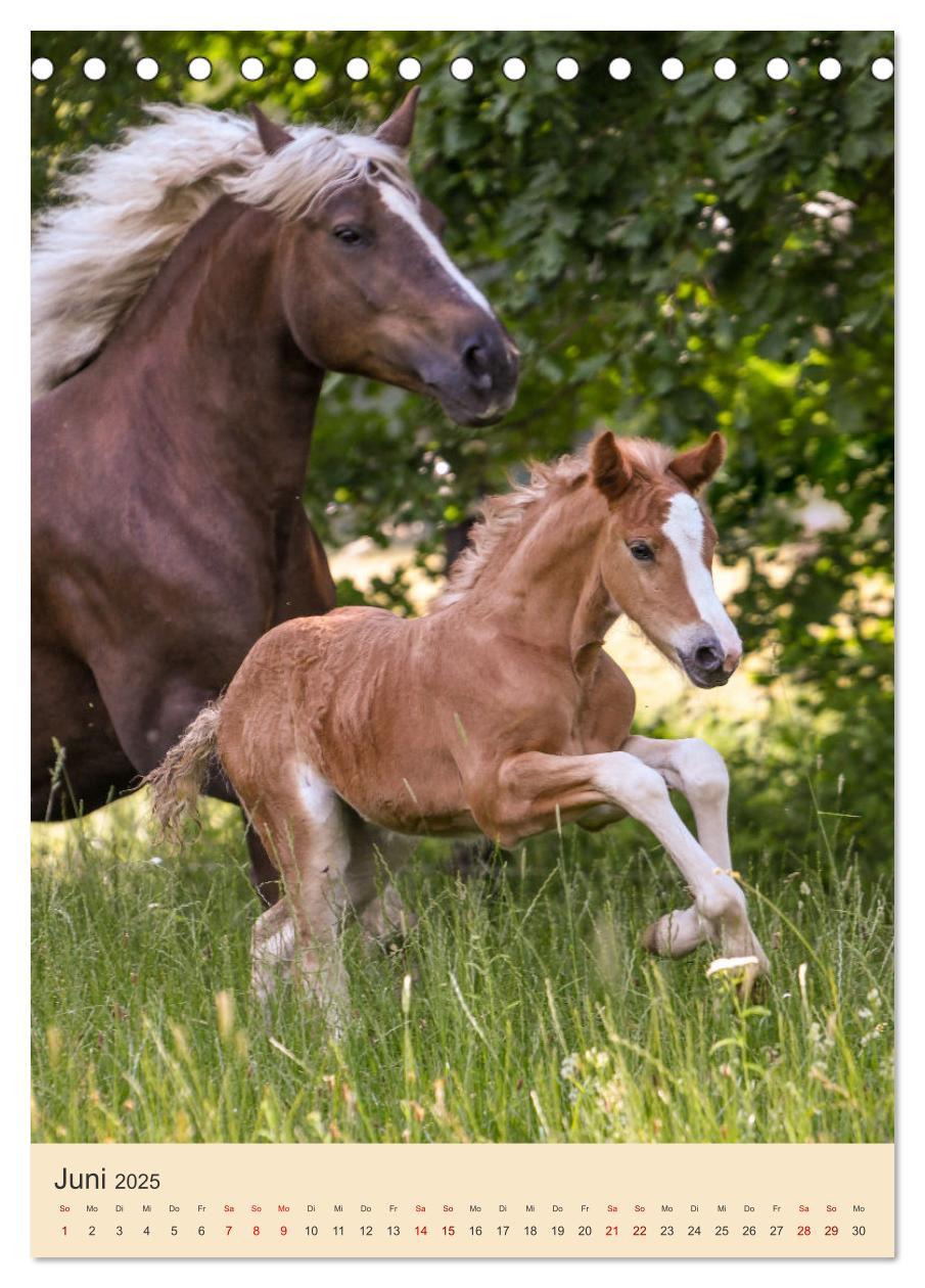 Bild: 9783435856114 | Schwarzwälder Füchse von Julia Hahn Photography (Tischkalender 2025...