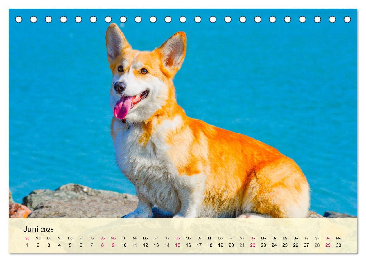 Bild: 9783435019502 | Welsh Corgi. Zauberhafter Dickkopf auf kurzen Beinen (Tischkalender...