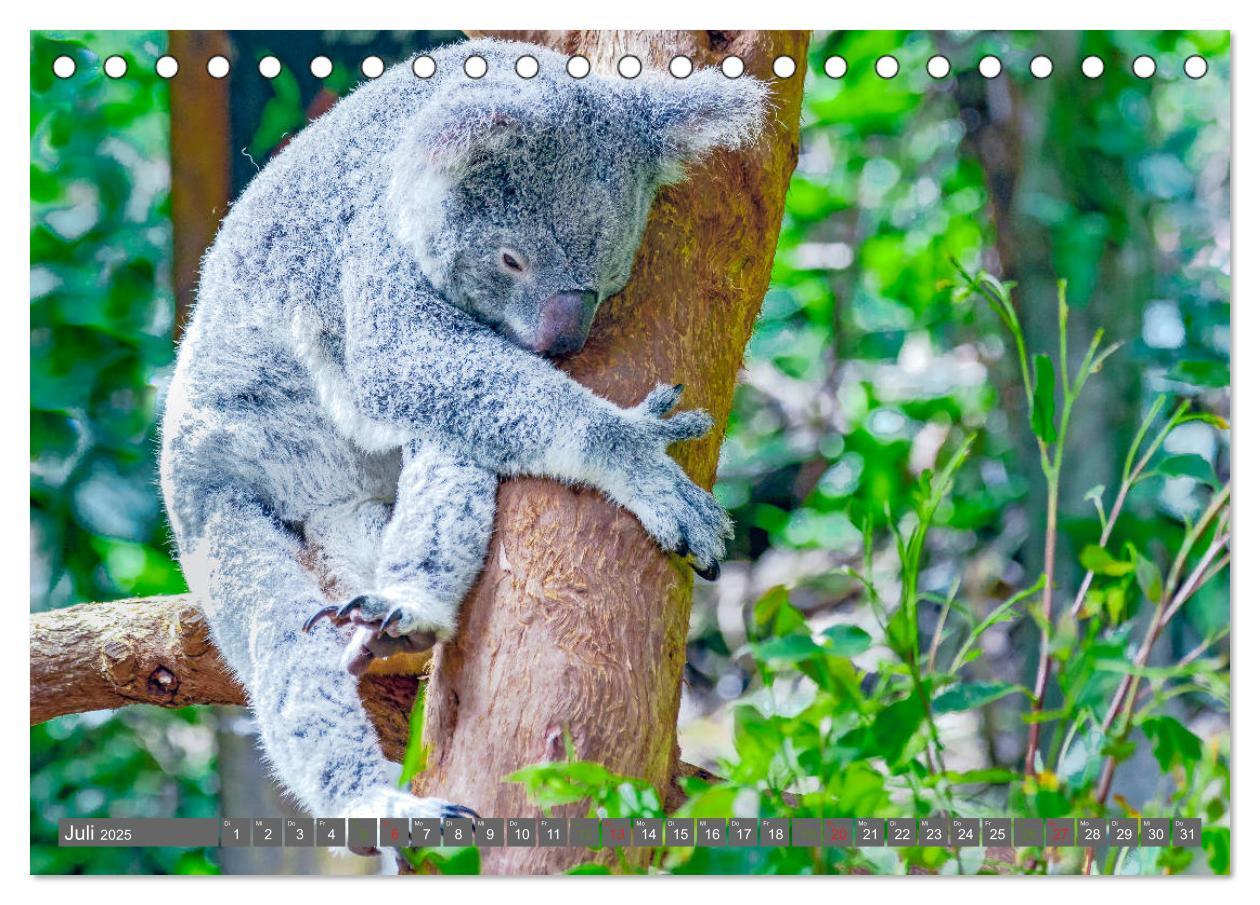 Bild: 9783435159741 | Koalas - Kuscheliges Symbol Australiens (Tischkalender 2025 DIN A5...