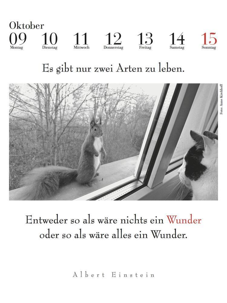 Bild: 9783895617584 | Der literarische Katzenkalender 2024 | Julia Bachstein | Kalender