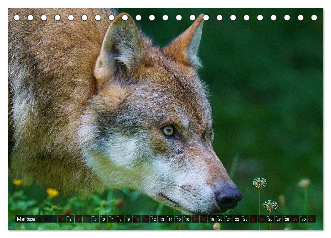 Bild: 9783435262892 | Begegnung mit dem Wolf (Tischkalender 2025 DIN A5 quer), CALVENDO...