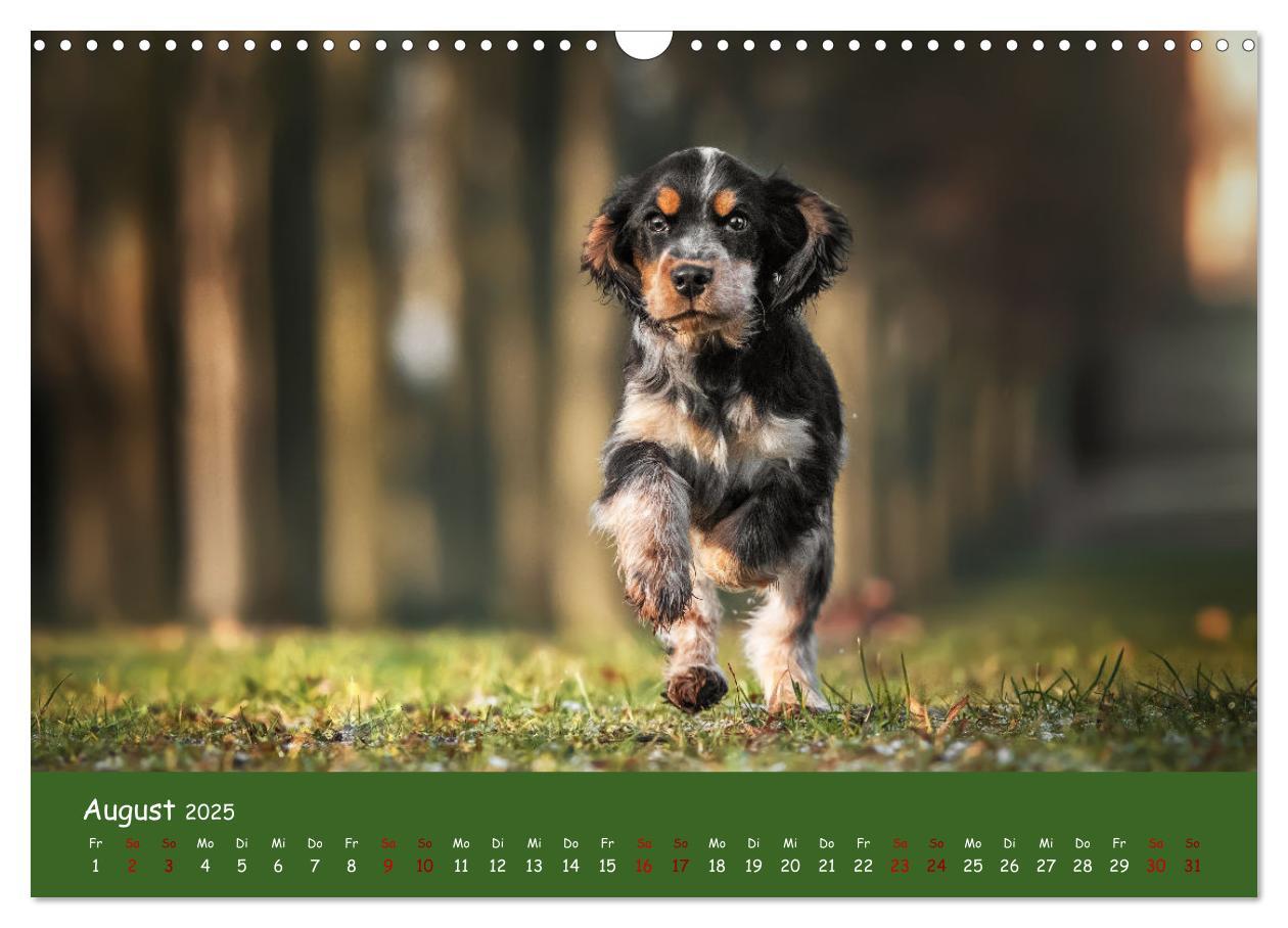 Bild: 9783383960314 | Englischer Cocker Spaniel (Wandkalender 2025 DIN A3 quer), CALVENDO...